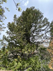 Pseudotsuga menziesii glauca