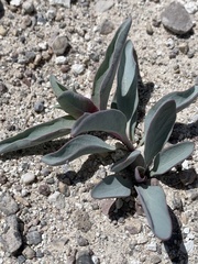 Penstemon immanifestus