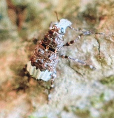 Eurymycter