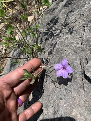Ruellia parryi