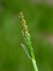 Alopecurus aequalis aequalis