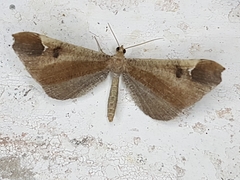 Macrosoma majormacula