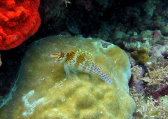 Cirrhitichthys falco