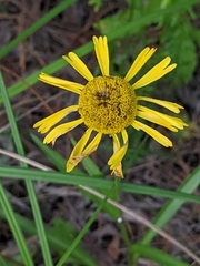 Helenium drummondii