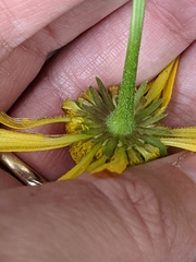 Helenium drummondii