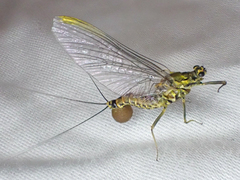 Drunella coloradensis