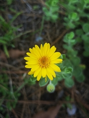Heterotheca mucronata