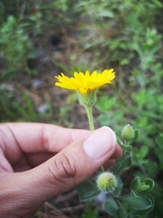 Heterotheca mucronata