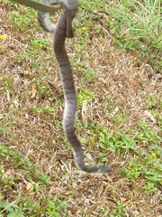 Pareas margaritophorus