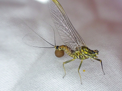 Drunella coloradensis