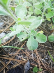 Heterotheca mucronata