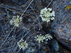 Allium tuolumnense