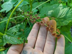 Ribes laxiflorum