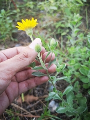 Heterotheca mucronata