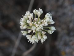 Allium tuolumnense
