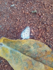 Leptotes plinius