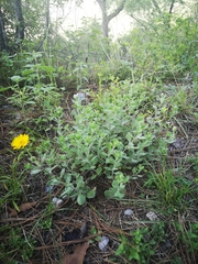 Heterotheca mucronata
