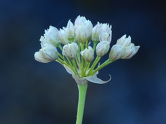 Allium tuolumnense