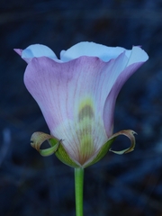 Calochortus superbus
