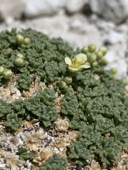 Lepidium nanum