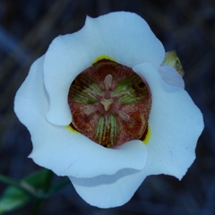 Calochortus superbus