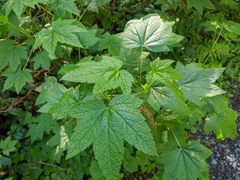 Ribes laxiflorum