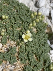 Lepidium nanum
