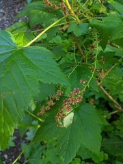 Ribes laxiflorum
