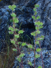 Phacelia egena