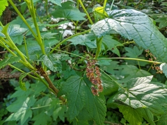 Ribes laxiflorum