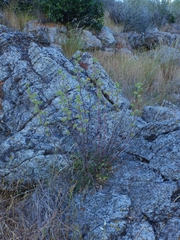 Phacelia egena