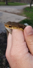 Thamnophis sirtalis