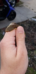 Thamnophis sirtalis