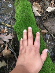 Bryophyta