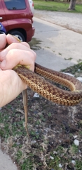 Thamnophis sirtalis