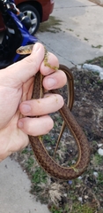 Thamnophis sirtalis