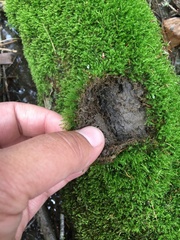 Bryophyta