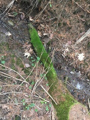 Bryophyta