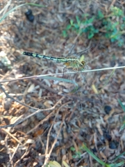 Diplacodes trivialis