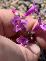 Penstemon confusus