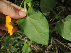 Thunbergia alata
