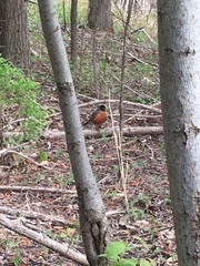 Turdus migratorius