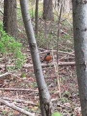Turdus migratorius
