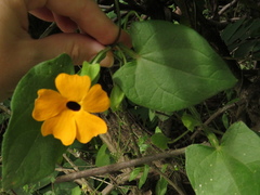 Thunbergia alata