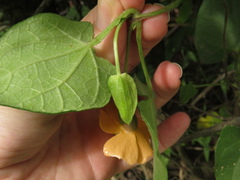 Thunbergia alata
