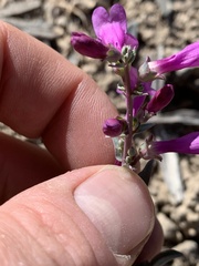 Penstemon confusus