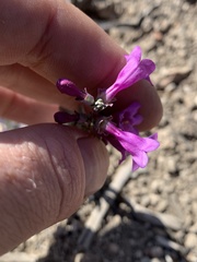 Penstemon confusus