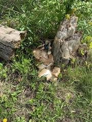 Cerioporus squamosus