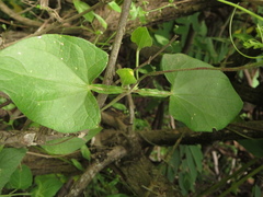 Thunbergia alata