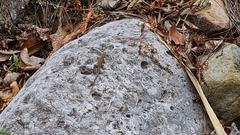 Sceloporus parvus
